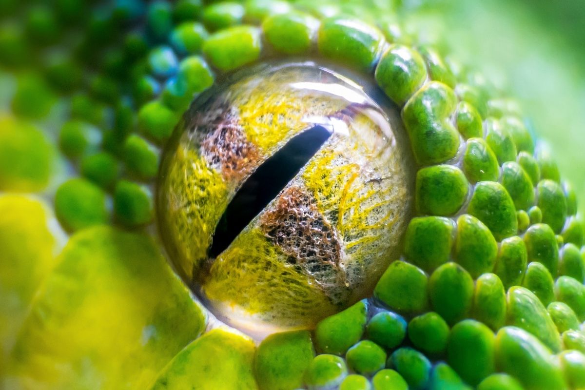 A green snake looking at the camera