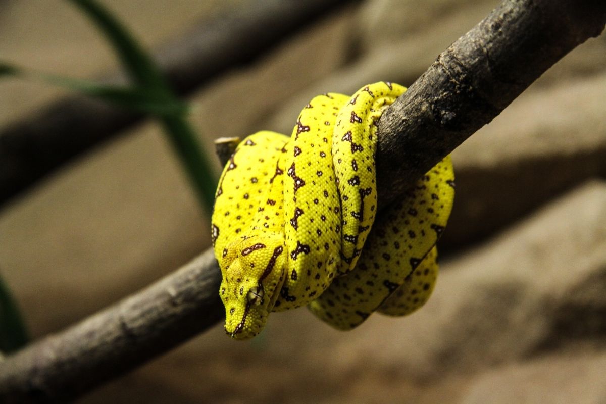 A green snake on a branch