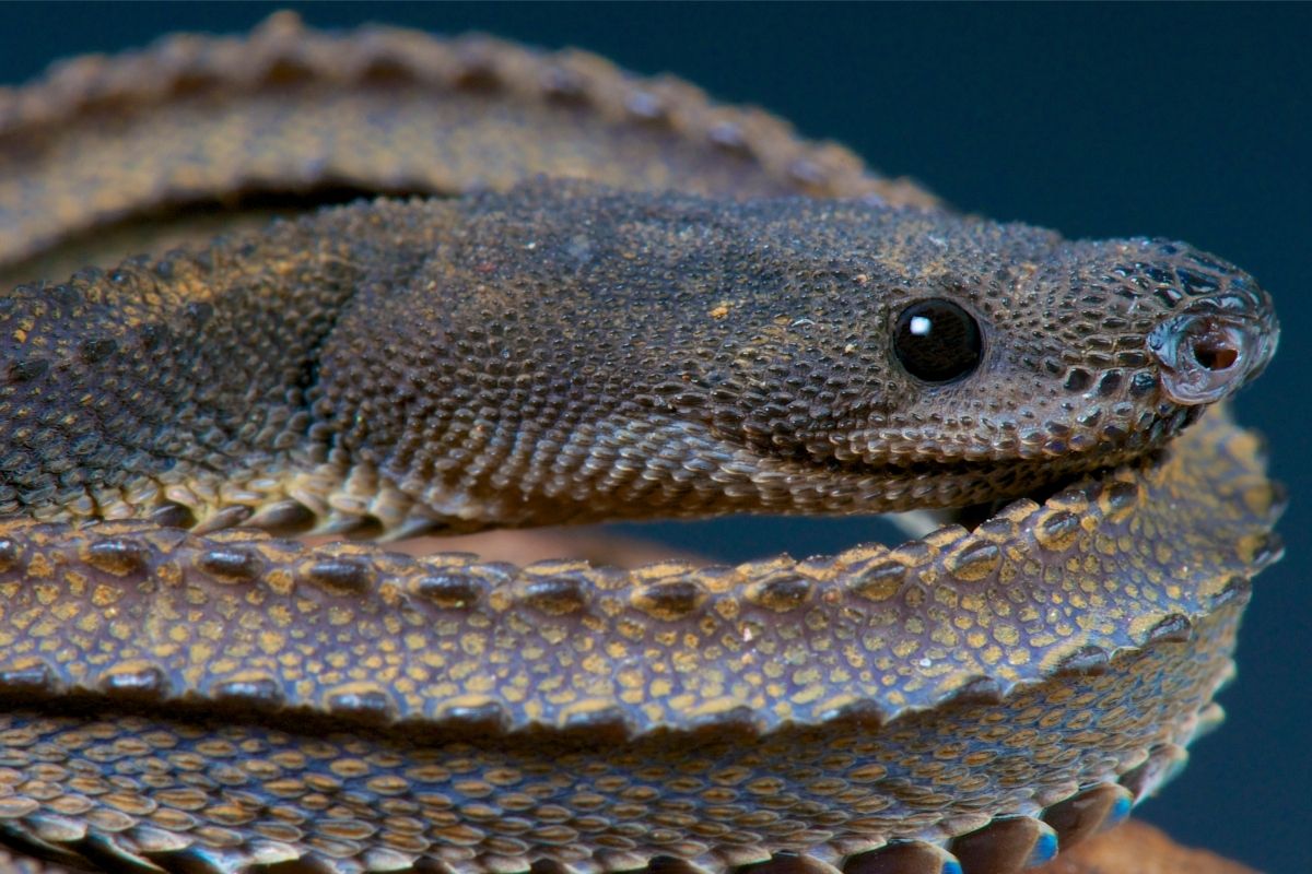 A giant snake