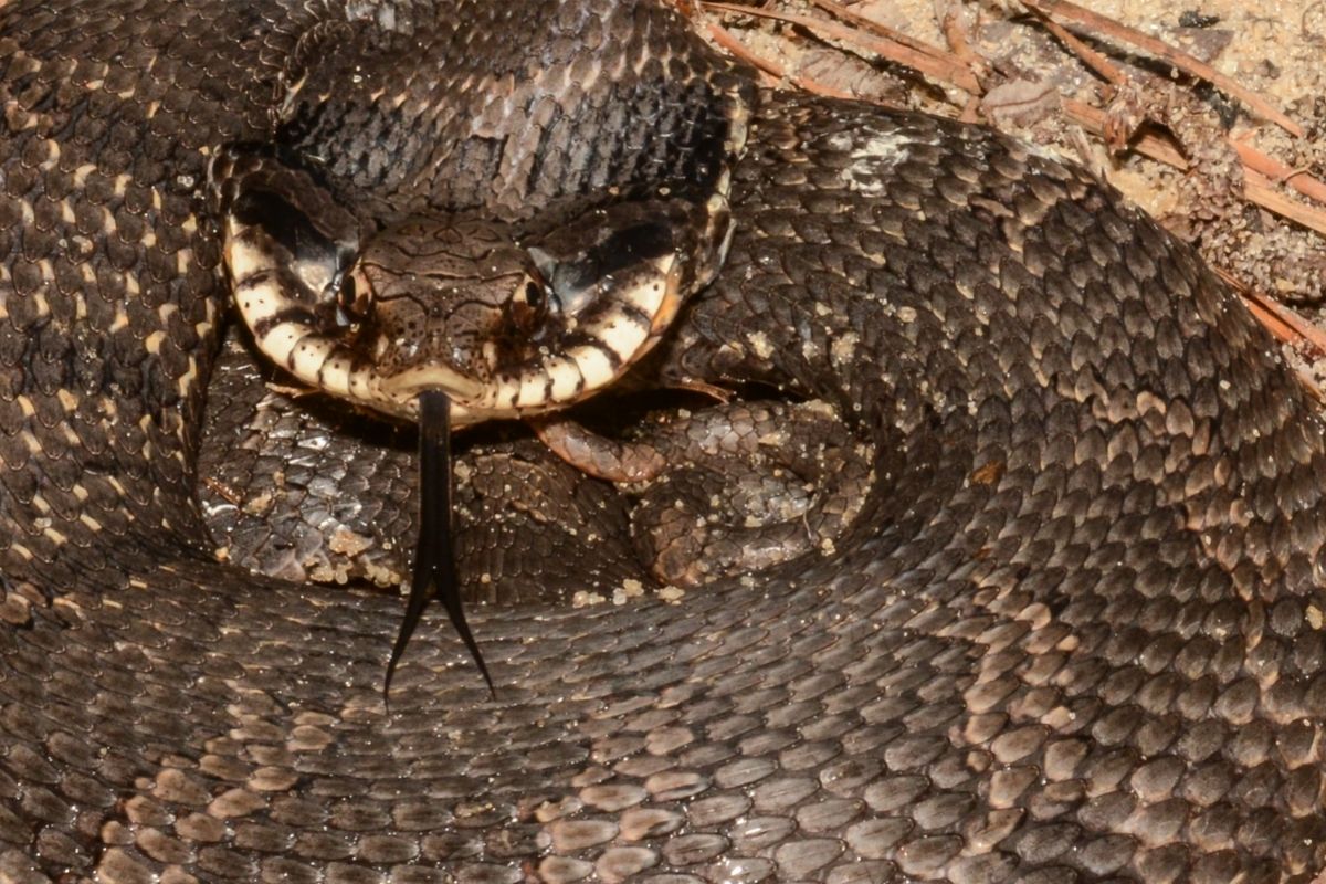 A snake hissing