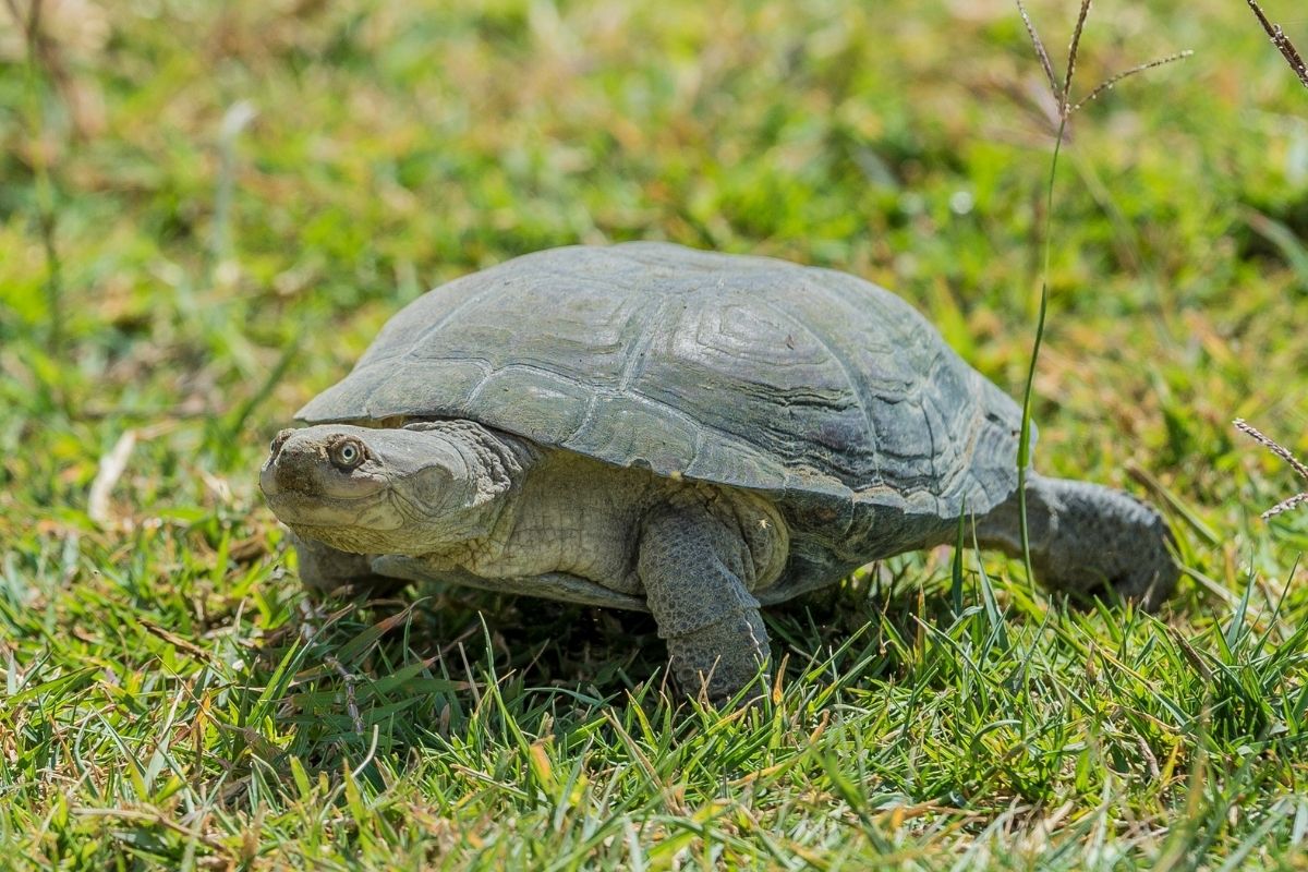 African Helmeted Turtle walking on grass