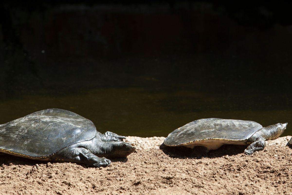 2 African Softshell Turtle walking