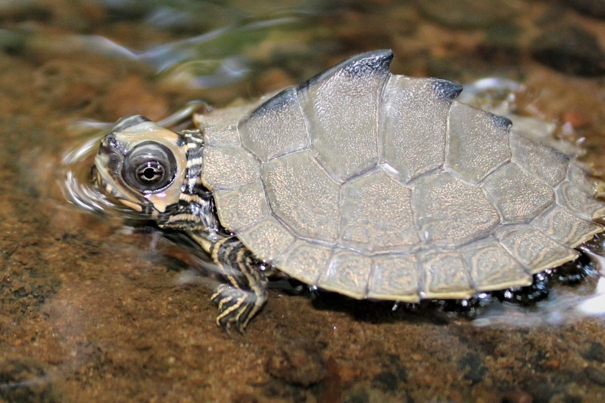 Hatchling Alabama Map Turtle