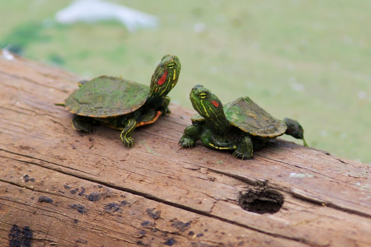 Two red-eared sliders resting on a log