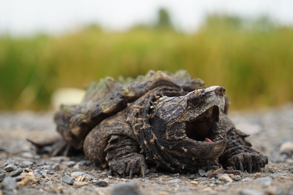 turtle that looks like a stone