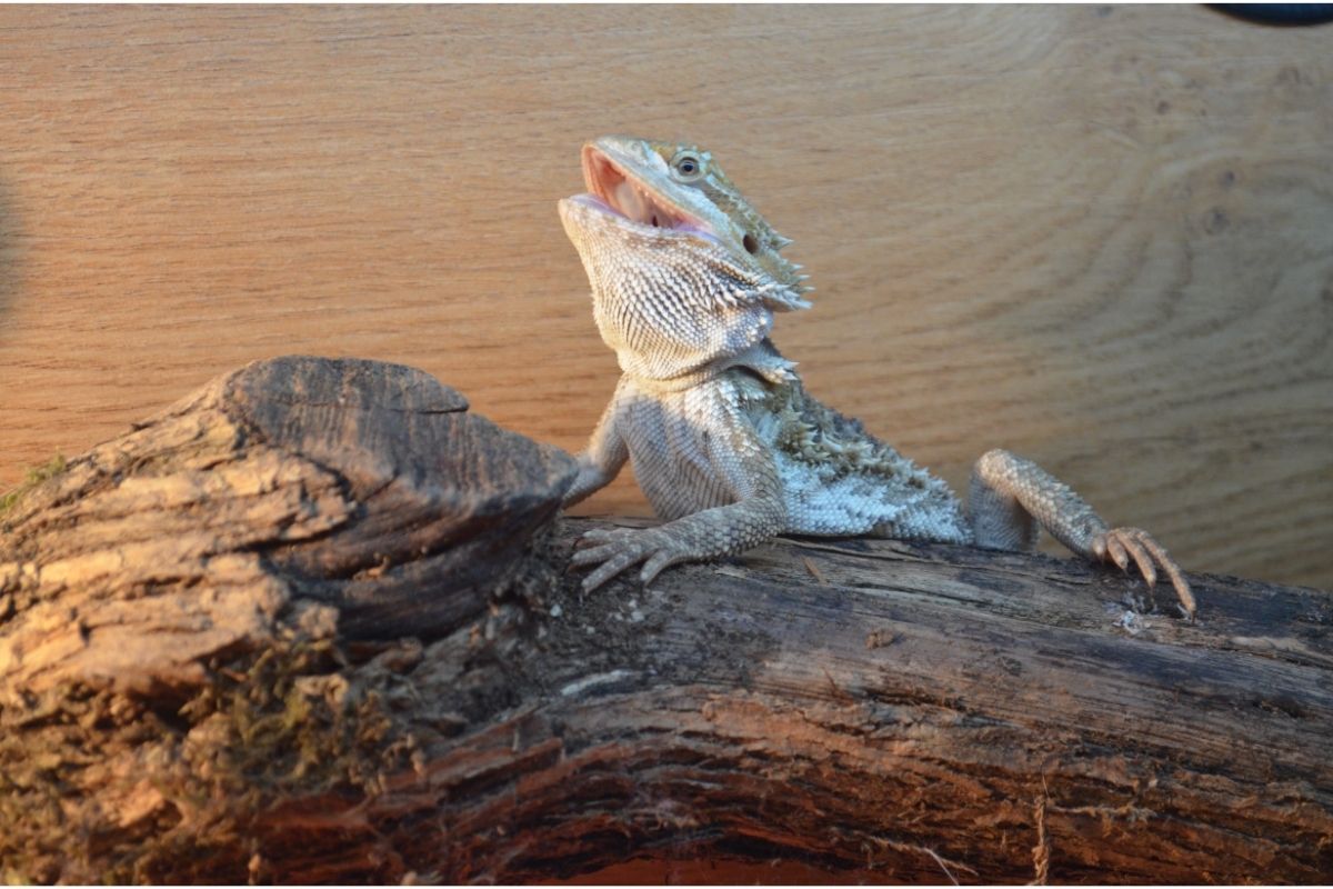 Are Bearded Dragons Able To Drop Their Tail?