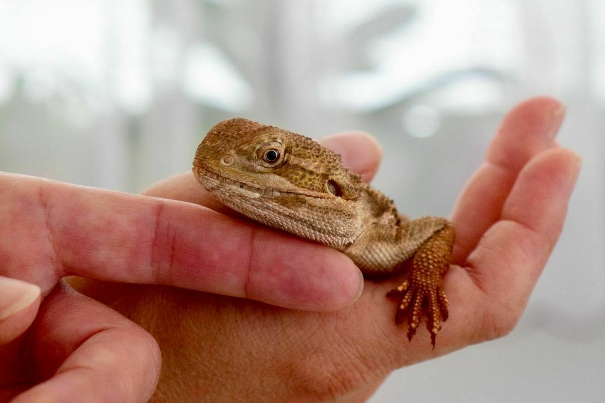 hand holding and petting a bearded dragon