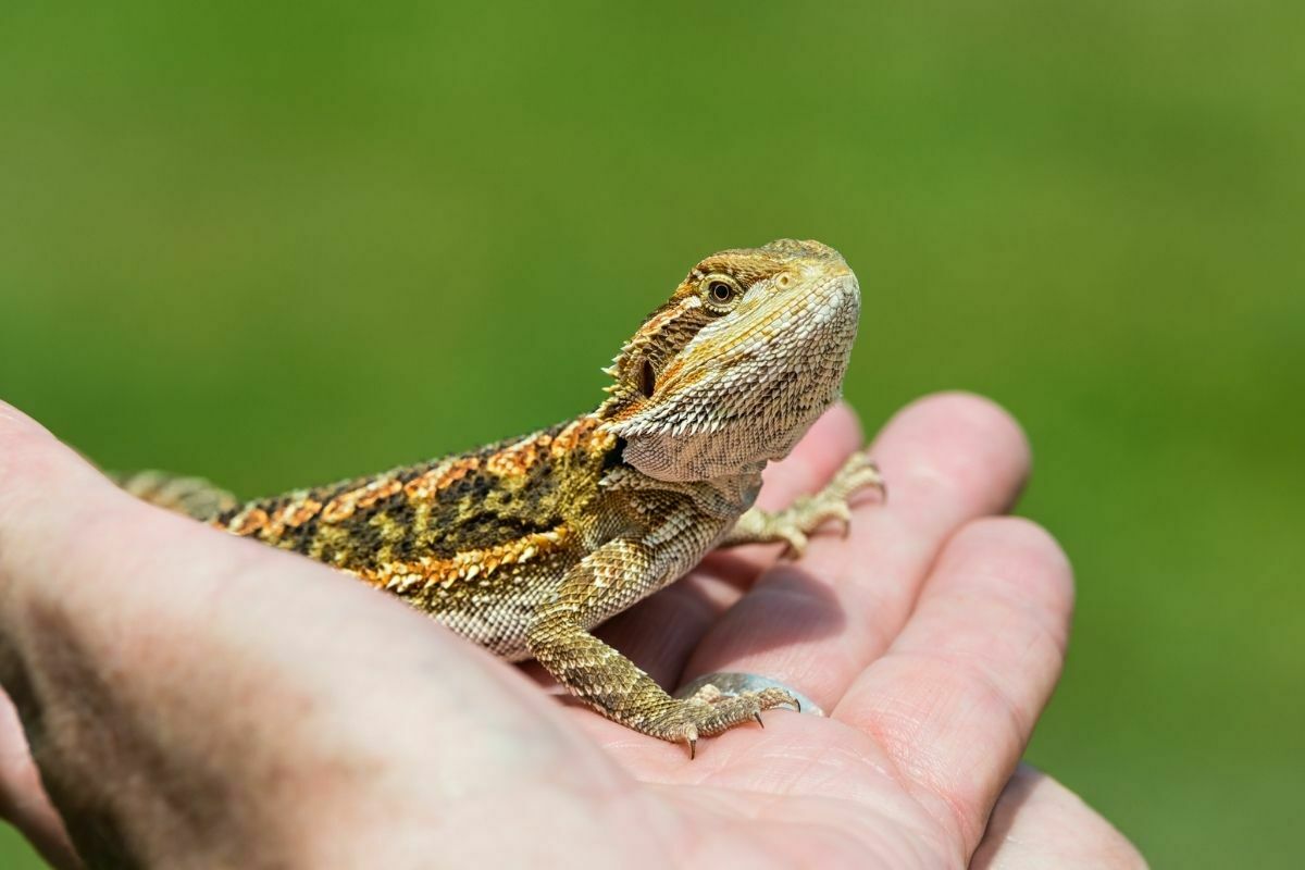 hand holding a bearded dragon