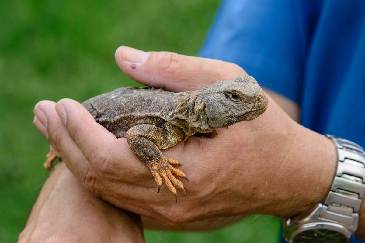 man in blue shirt holding a bearded dragon