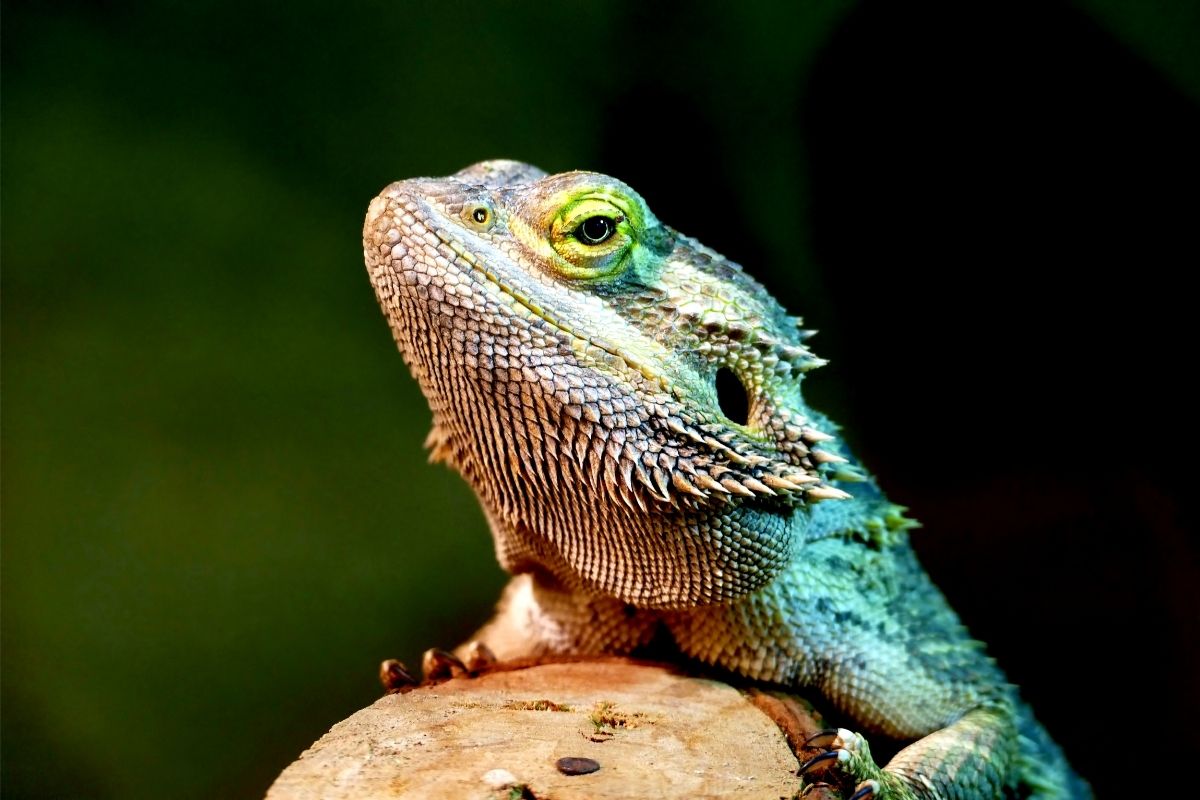 Bearded Dragon Resting On Wood