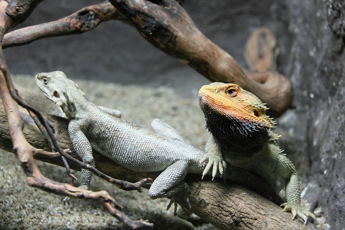 two bearded dragons on a branch