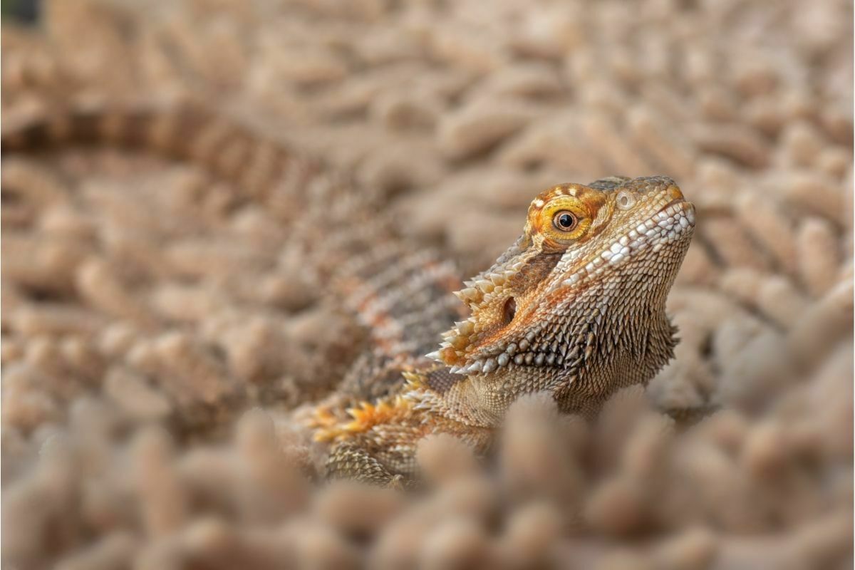 gold colored bearded dragon