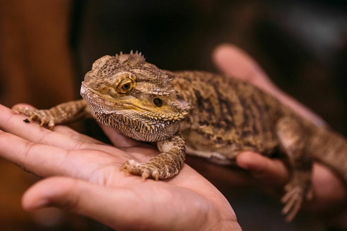 hand holding a bearded dragon