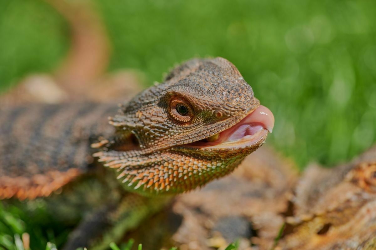 bearded dragon eating something