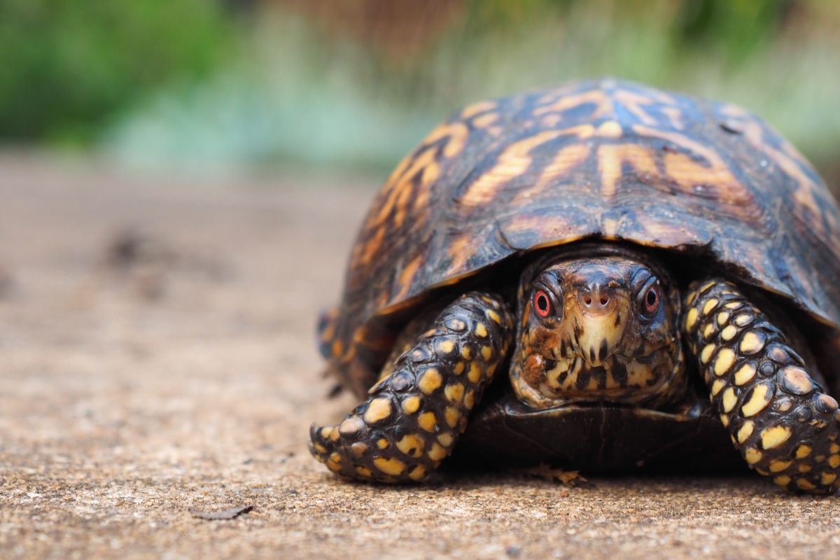 box turtle