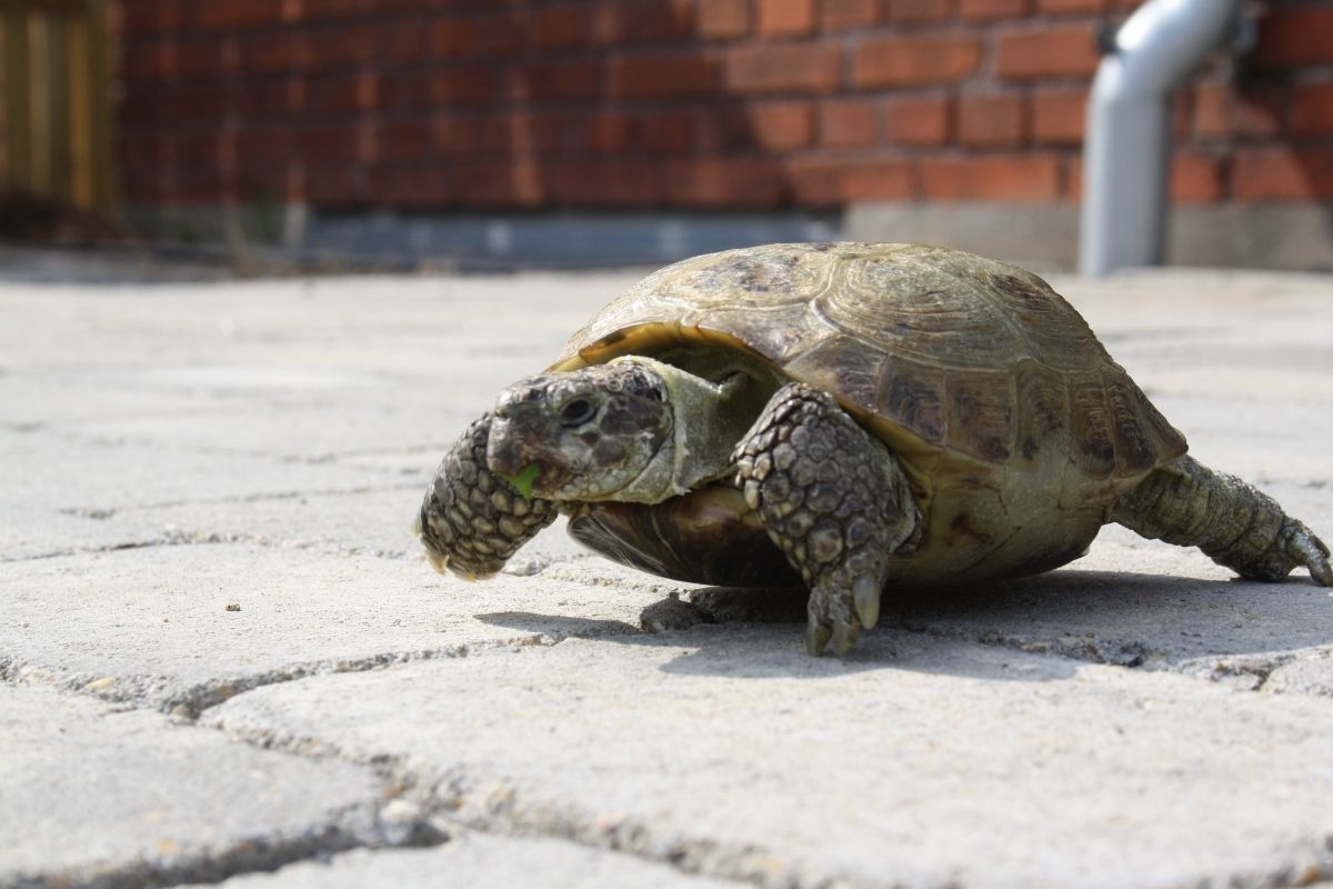 walking turtle