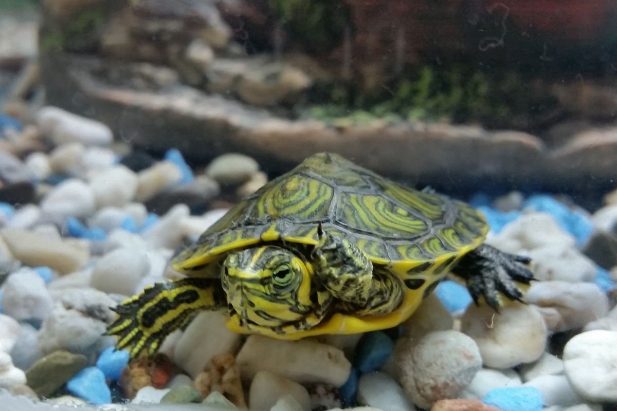 turtle standing on stones in an aquarium
