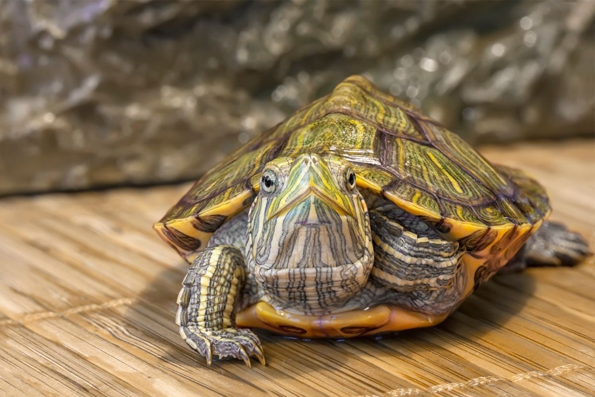 Aquatic turtle resting on a wooden surface
