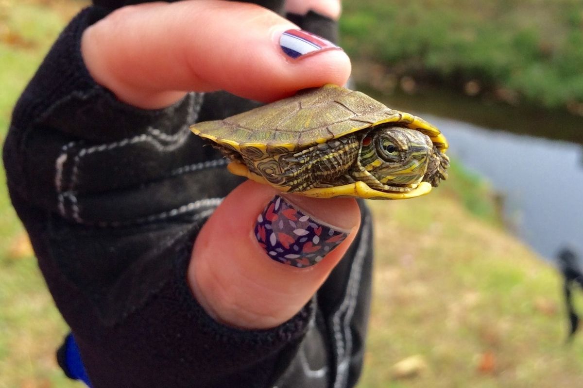 Baby red-eared slider turtle