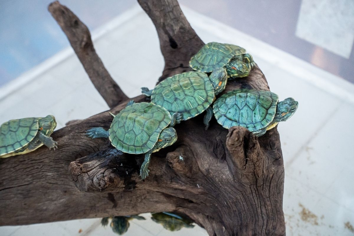 Small aquatic turtles resting on branches above water