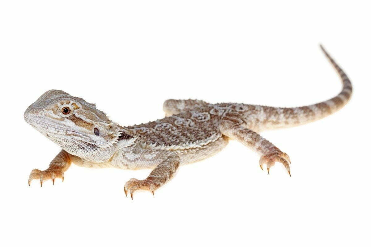 bearded dragon on white background