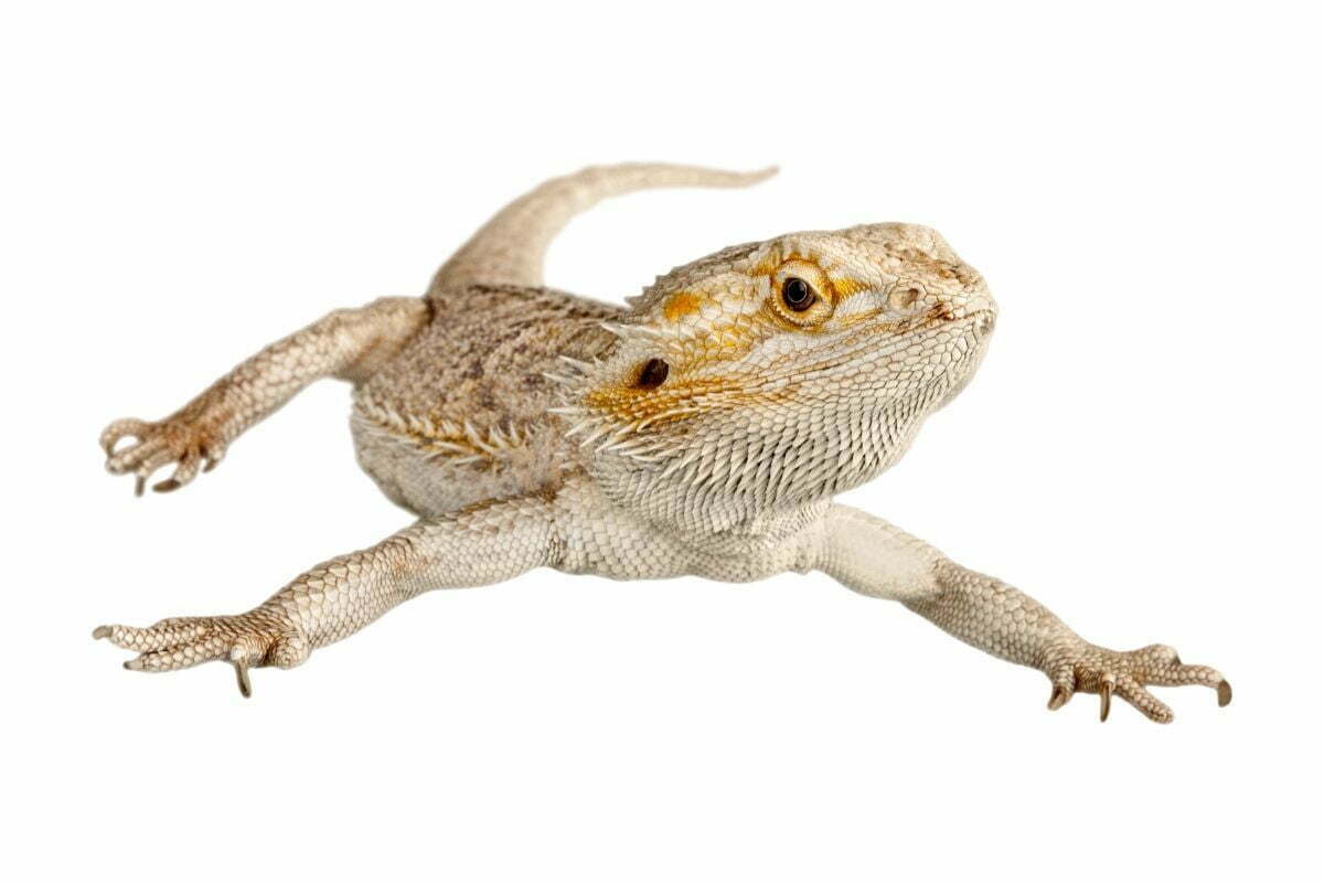 bearded dragon on white background