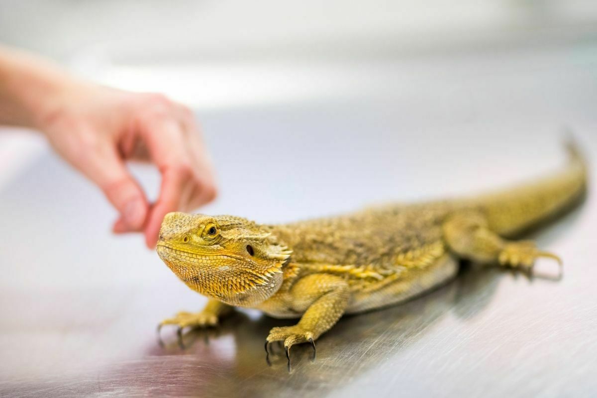 yellow bearded dragon being petted