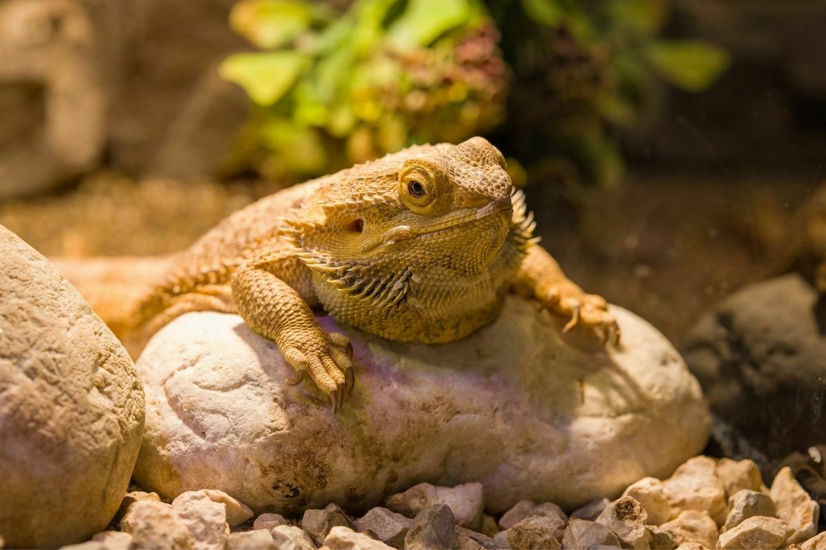 bearded dragon on a rock