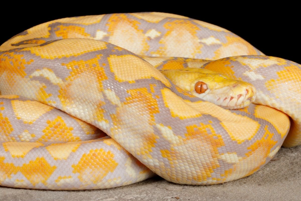 banana ball python