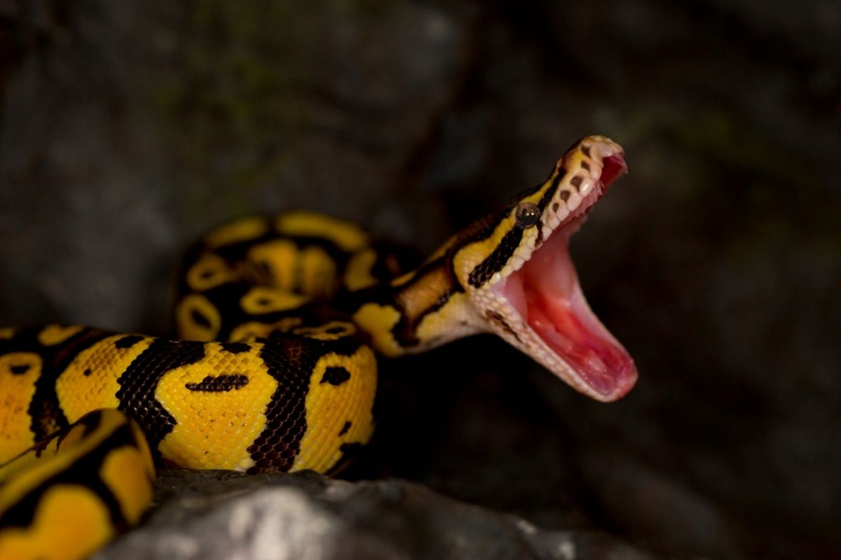 Agressive Banana Ball Python Morphs