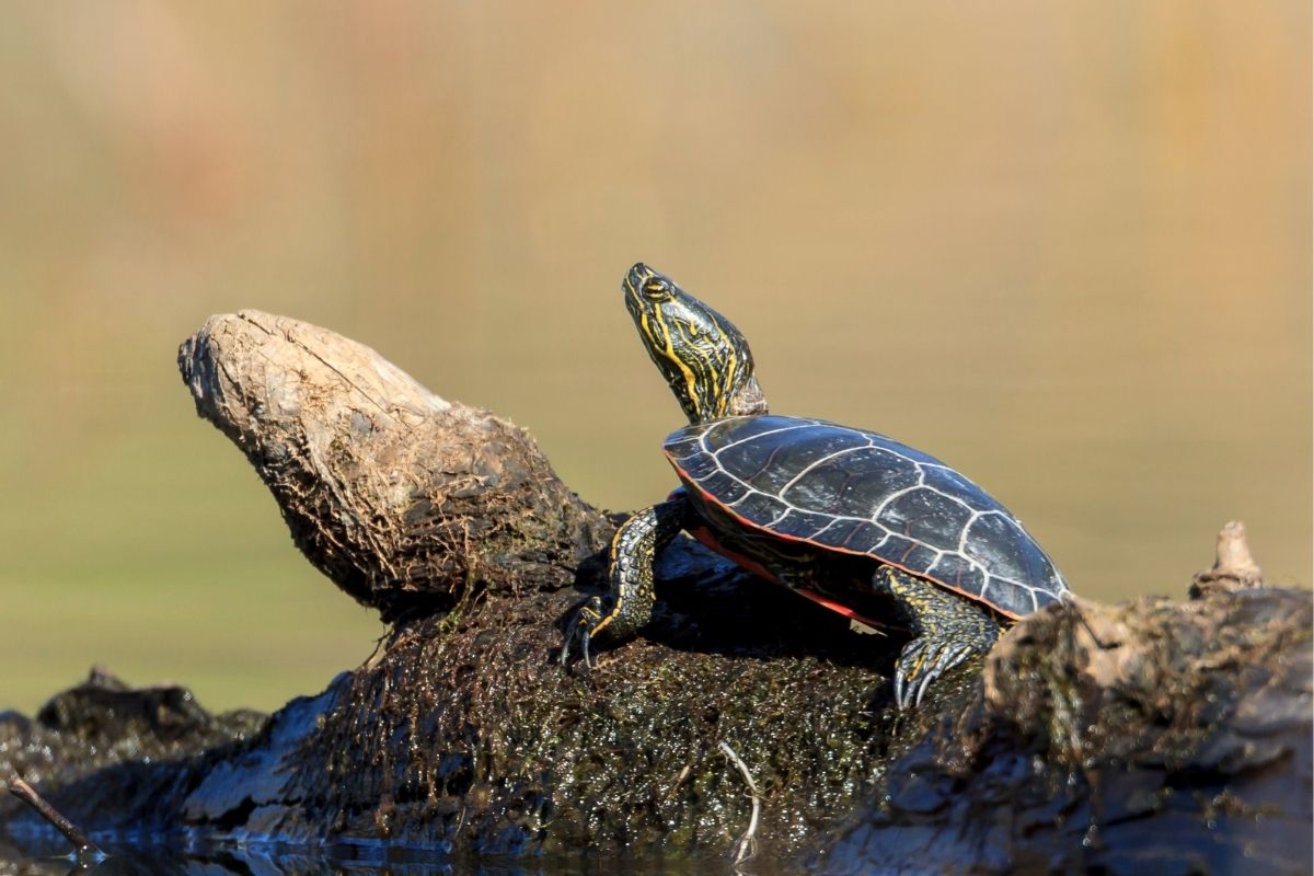 turtle resting on the log 