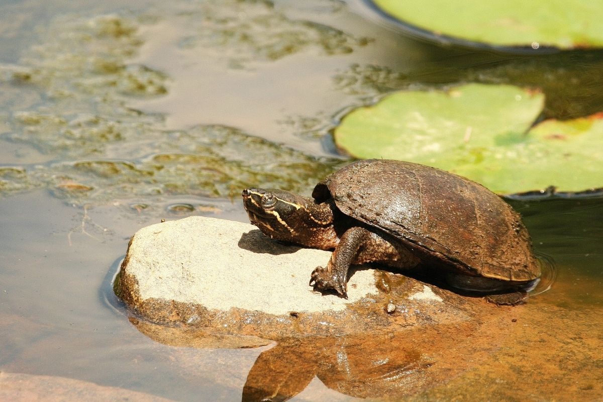 Big Bend Mud Turtle basking