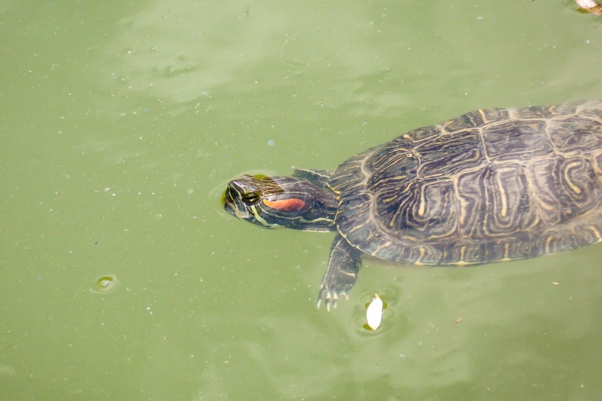 Big Bend Slider swimming in the river