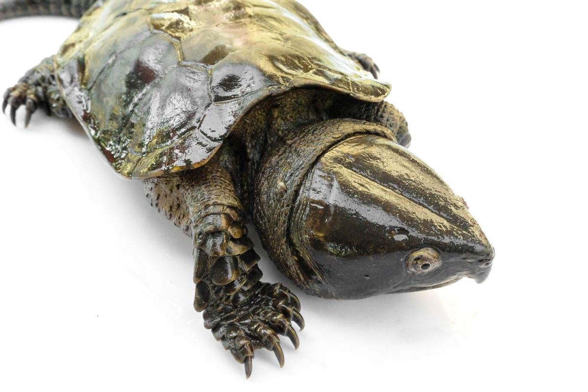 Big-Headed Turtle on white background