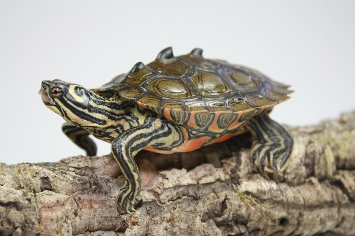 Black-Knobbed Map Turtle on a brach