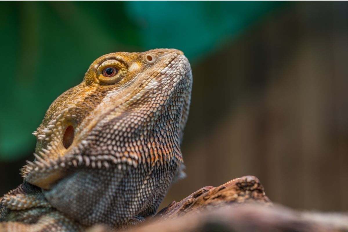 Bearded Dragon Head Upward