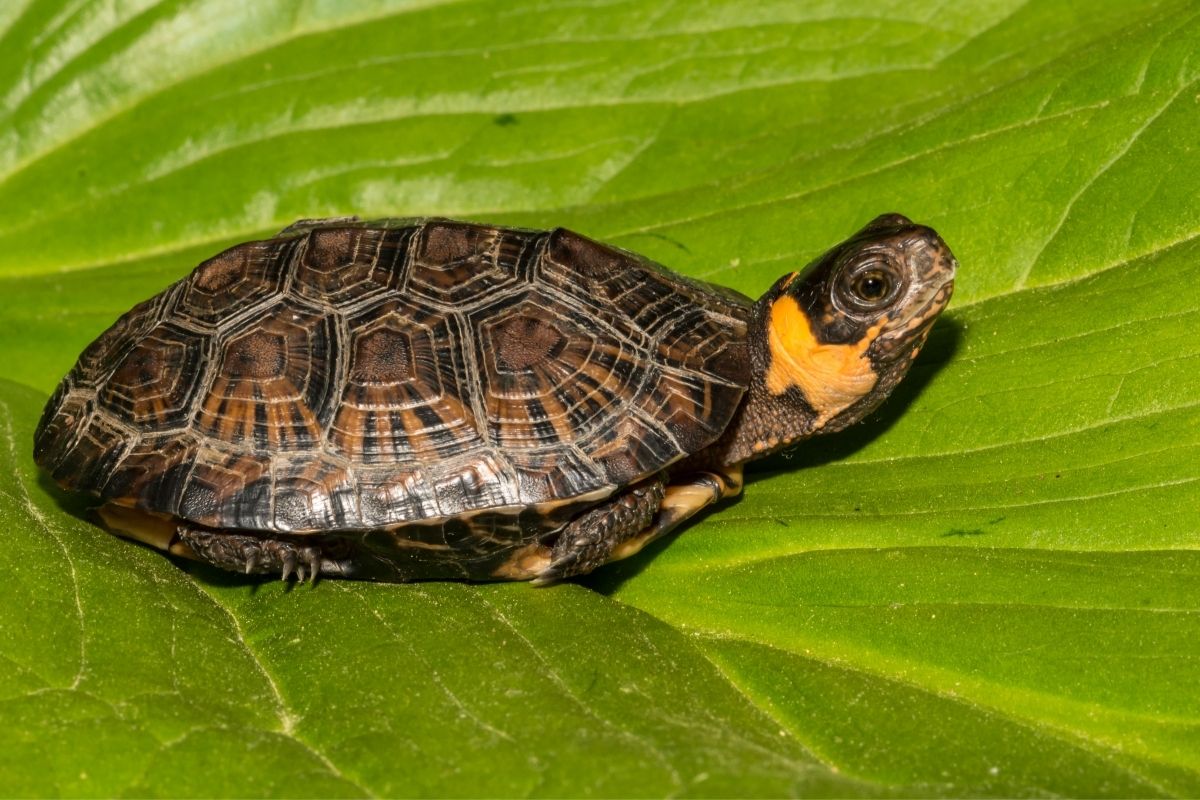 Bog Turtle sitting on a leaf