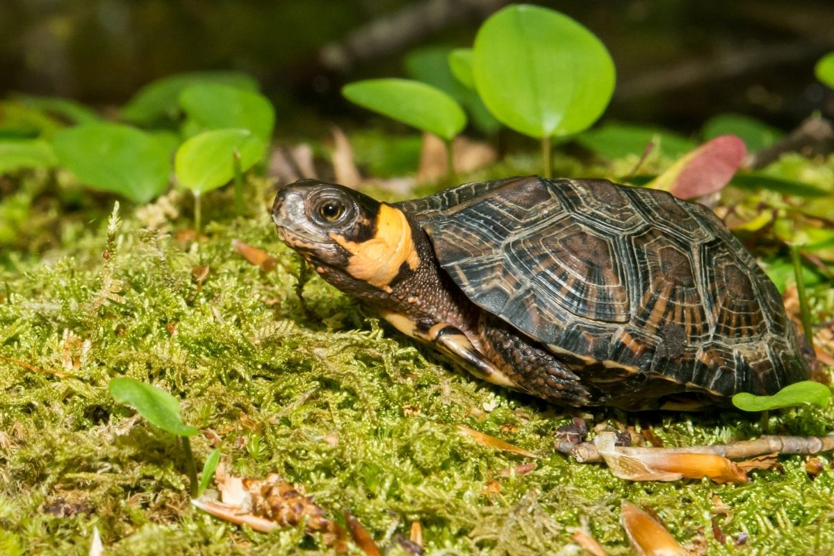 Bog Turtle sitting on a moss ground