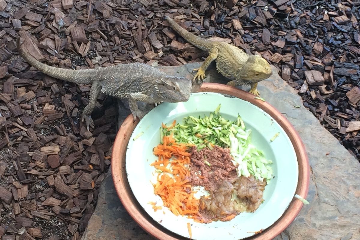 Can Bearded Dragons Eat Apples?