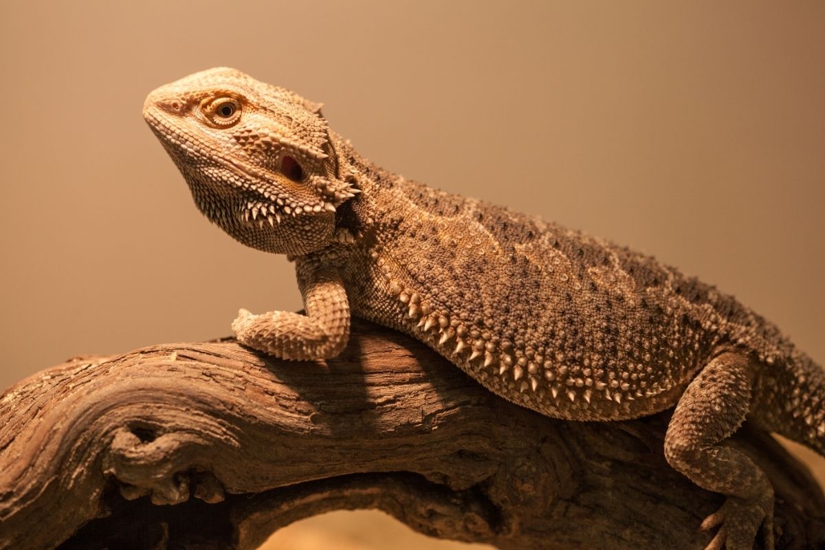 Can Bearded Dragons Eat Apples?