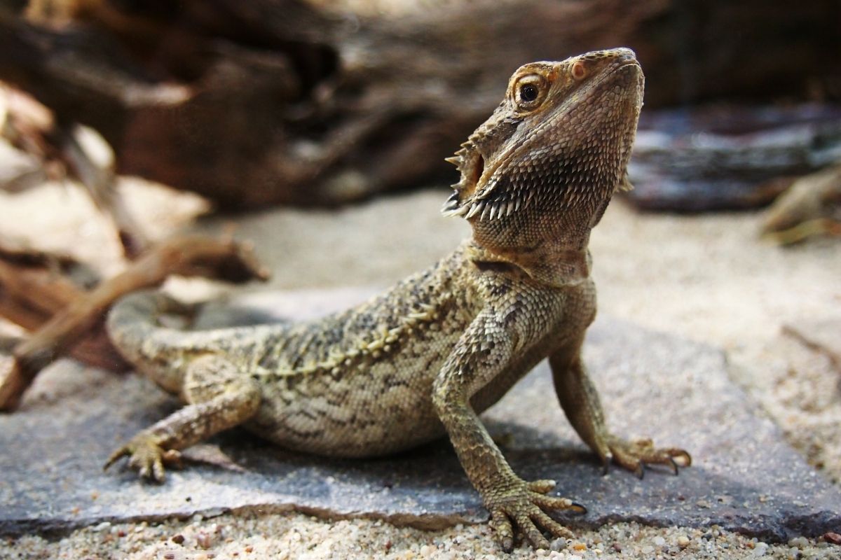 Can Bearded Dragons Eat Apples?