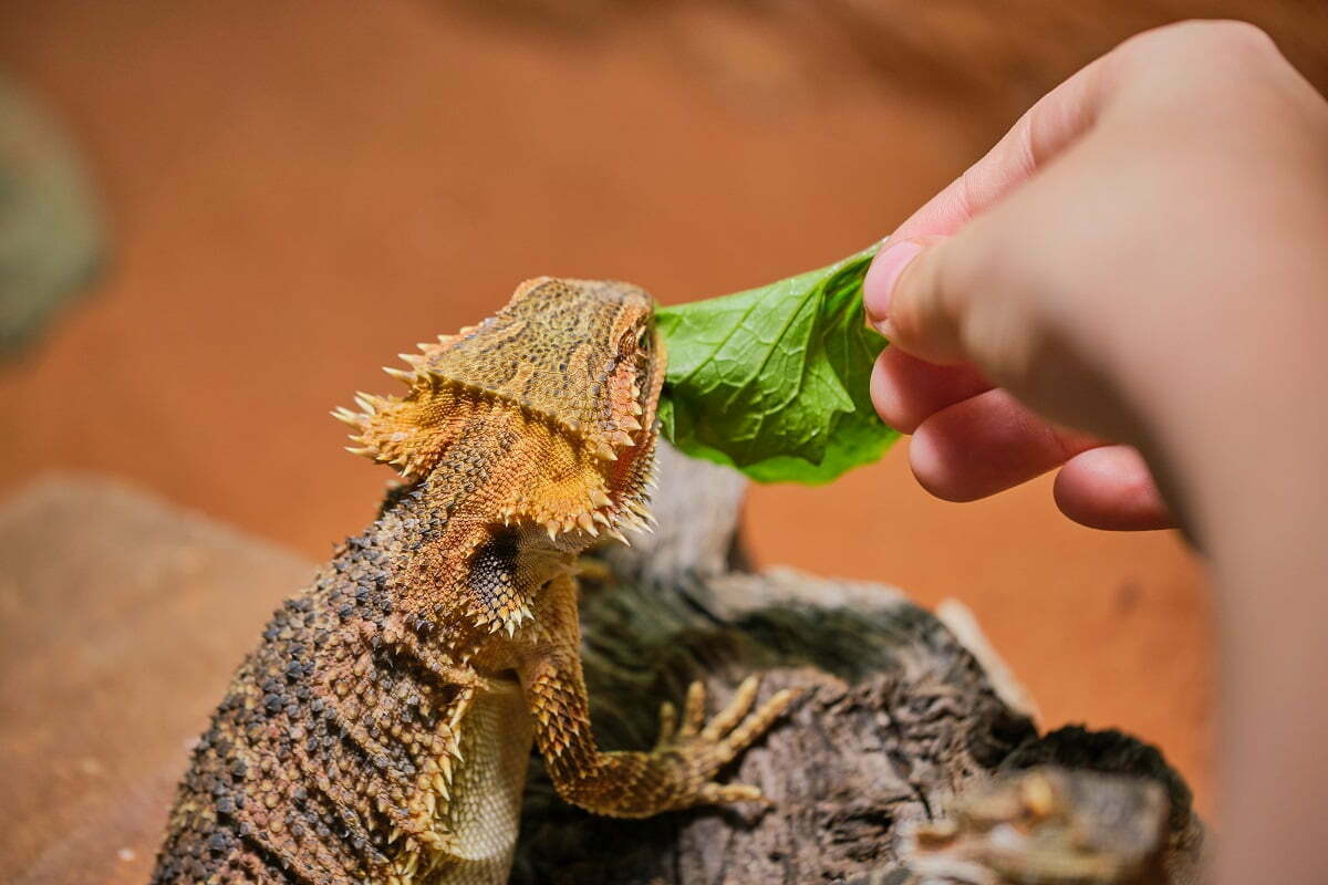 bearded dragon on a rock