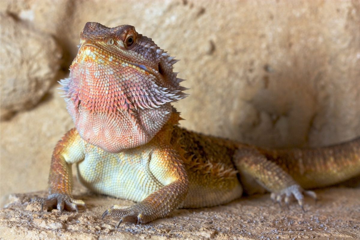 Bearded Dragon With Orange Chin