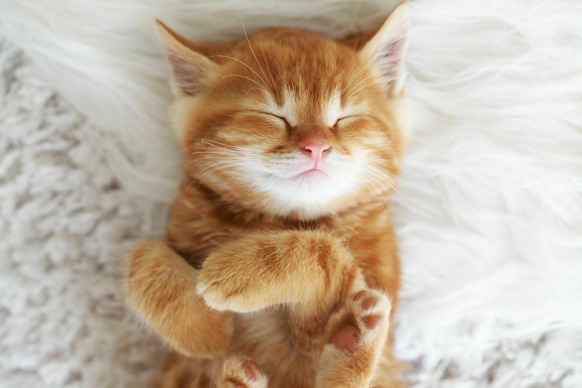 kitten in light sleep