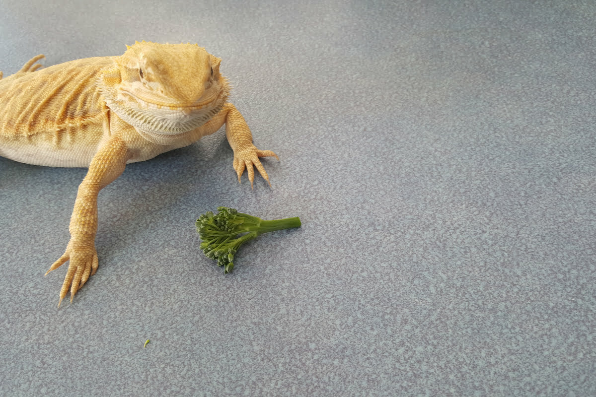 Bearded Dragon Beside Parseley
