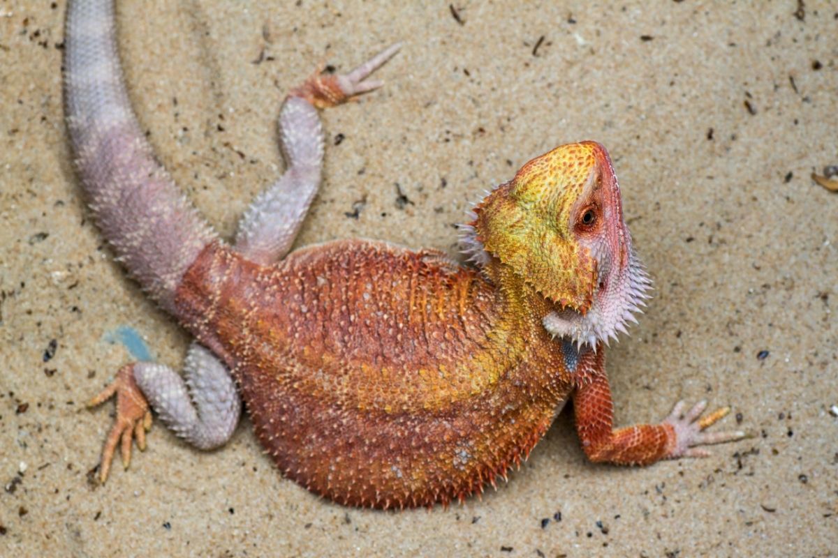 fat bearded dragon