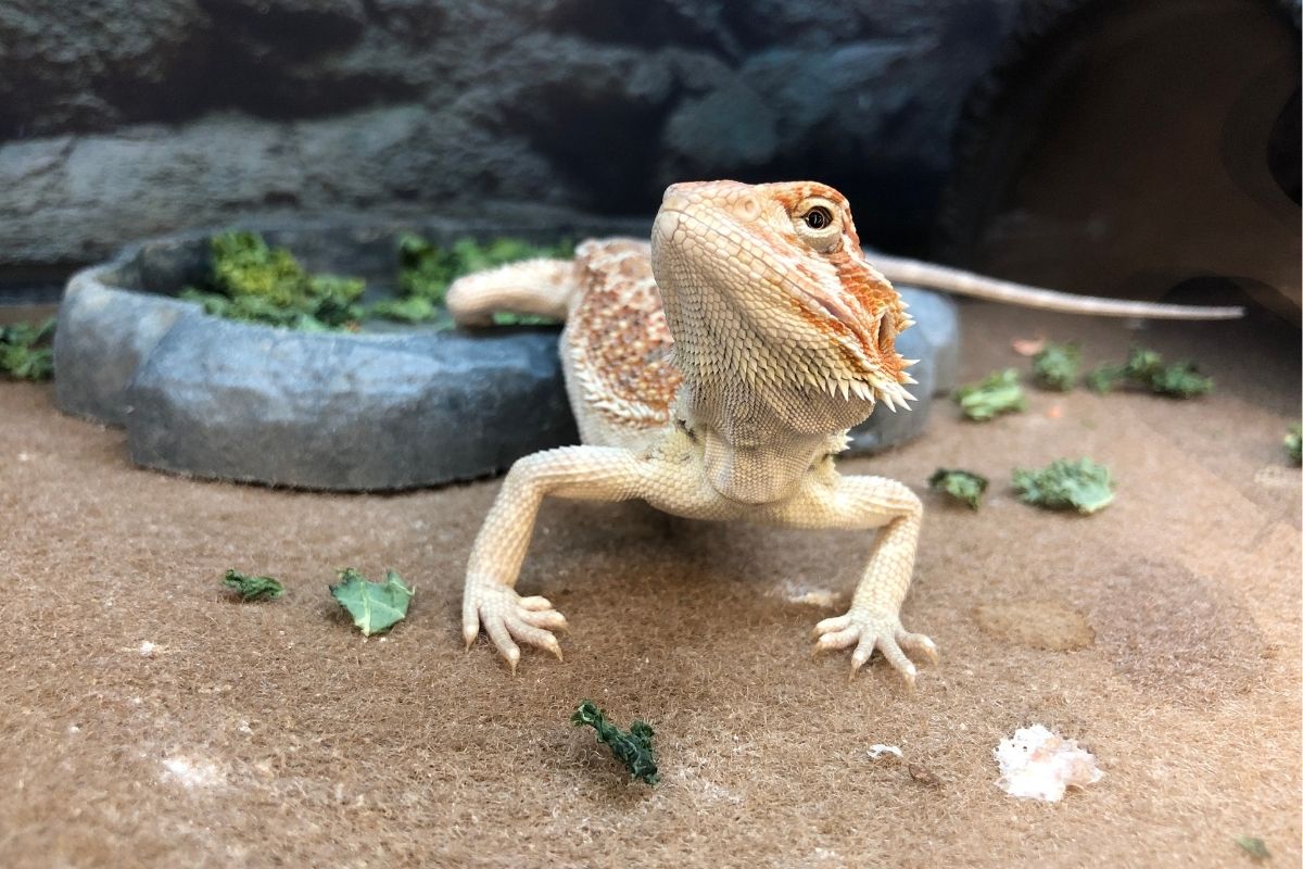 brown bearded dragon