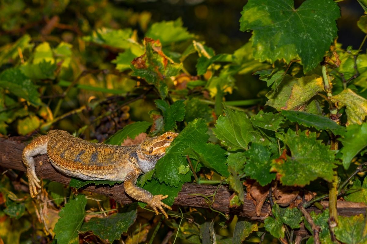 Bearded Dragon On A Tree Branch