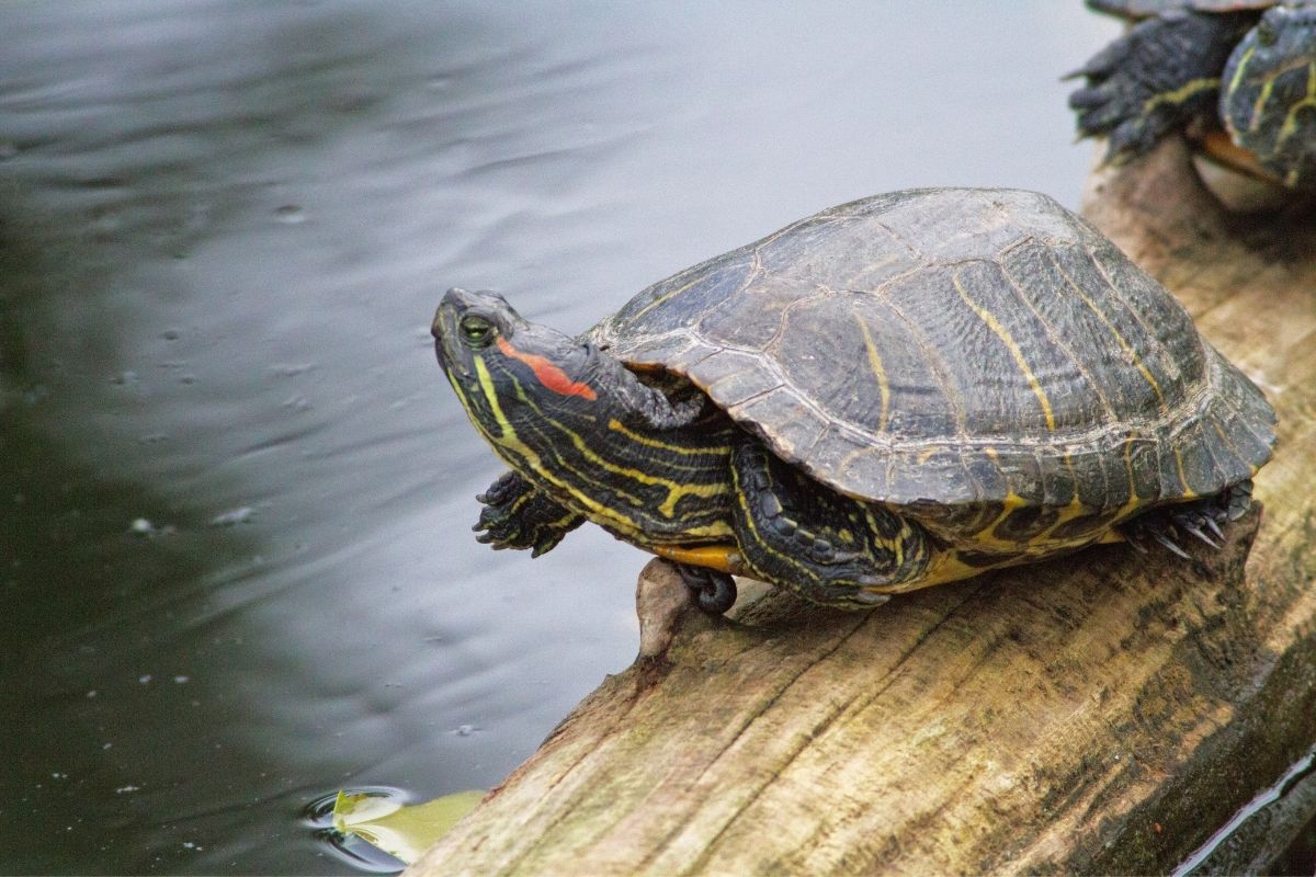 turtle on a floating log in water