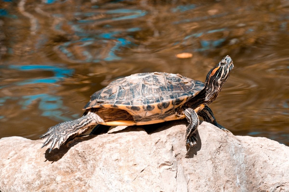 turtle basking on a rock